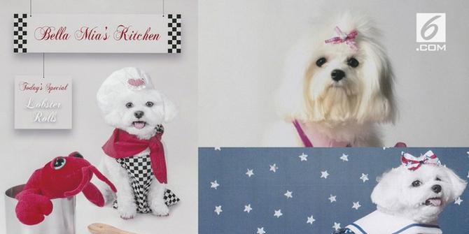 VIDEO: Inilah Anjing Pemilik Warisan Senilai Rp 19 Miliar