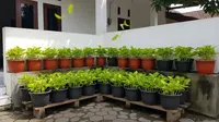 10 Tanaman Daun Mini yang Bisa Bikin Suasana Rumah Lebih Adem dan Menenangkan