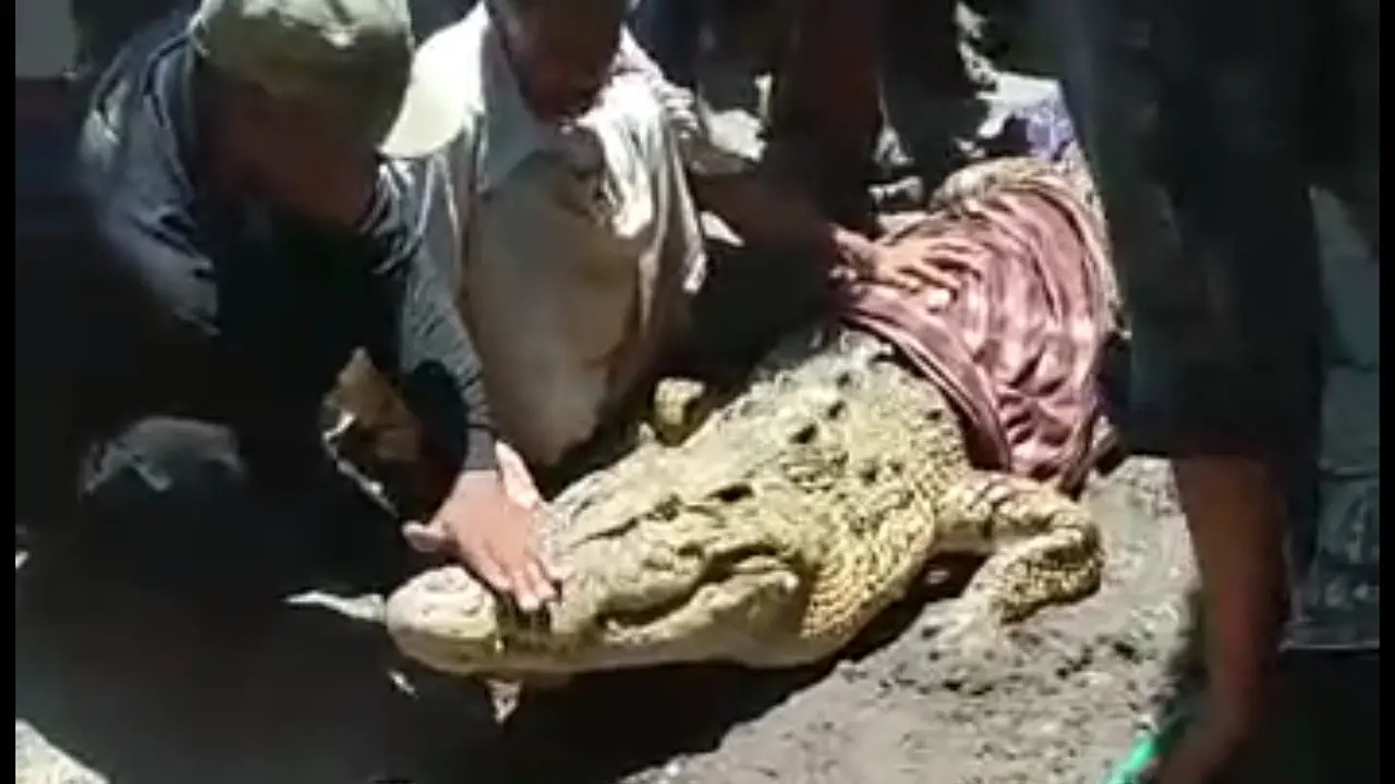 Buaya yang muncul dan menerkam salah seorang warga di Kolaka.(Liputan6.com/Ahmad Akbar Fua)