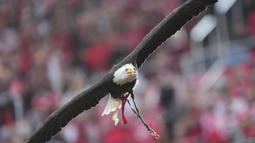 Elang maskot Benfica, Vitoria beraksi sebelum laga lanjutan Liga Portugal 2024/2025 melawan Sporting di Stadion da Luz, Lisbon, Portugal, Sabtu (10/05/2025) waktu setempat. (AP Photo/Armando Franca)