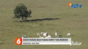 Di Bondowoso terdapat pesona bukit yang menyegarkan mata dan pikiran sejenak yaitu Kawah Wurung. Untuk masuk ke Kawah Wurung, pengunjung cukup membayar tiket seharga Rp 5.000. Kawah Wurung berada di atas ketinggian 1.500 meter di atas permukaan laut.