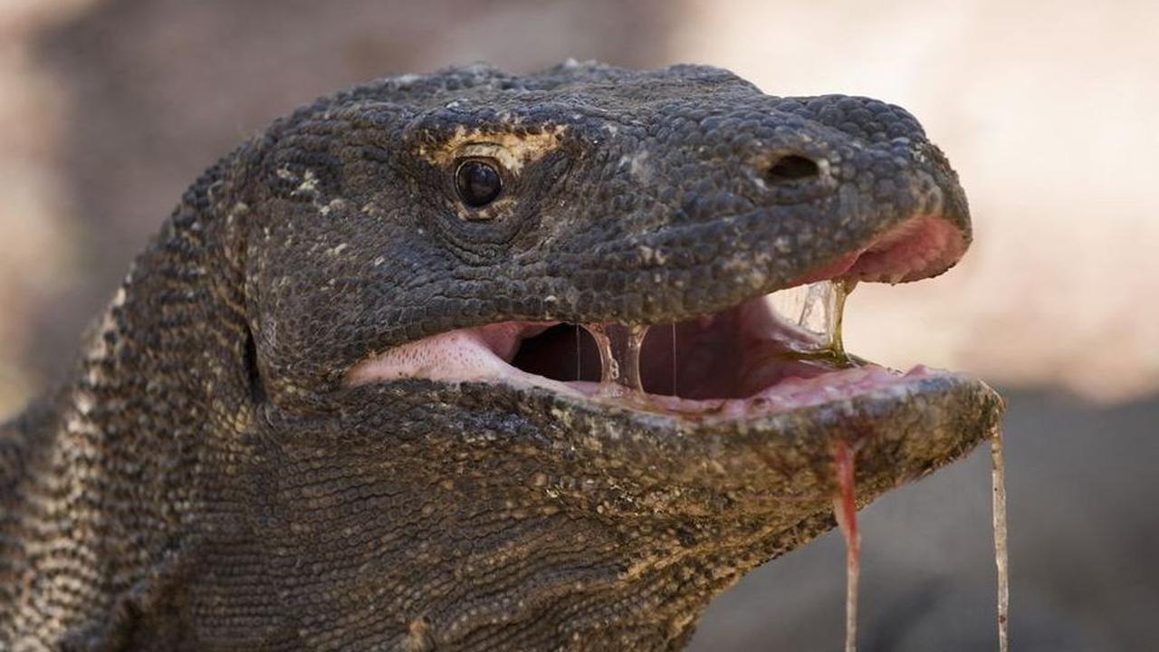 1. Naga Komodo