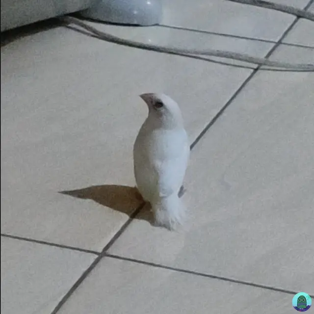 6 Potret Burung Nyasar ke Rumah Ini Bikin Kasihan Jika Harus Diusir
