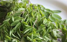 7 Daun di Sekitar Rumah Ini Ternyata Bisa Munurunkan Kadar Gula Darah, Ini Resep Sederhananya