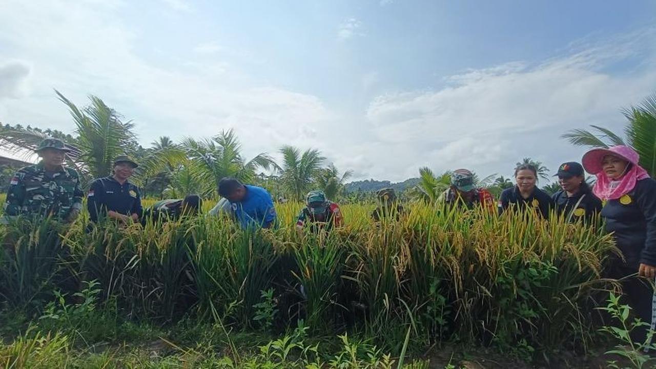 Fakta Unik Talaud: Kodim 1312/Tld Perkuat Ketahanan Pangan di Wilayah Kepulauan Lewat Panen Padi Perdana
