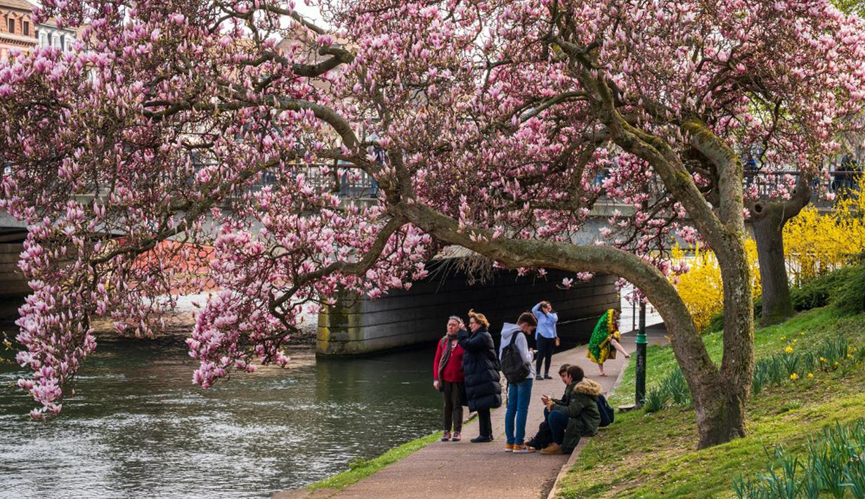 Orang-orang bersantai di bawah pohon magnolia yang sedang mekar di tepi Sungai Ill, Strasbourg, Prancis, 21 Maret 2022. Magnolia adalah salah satu marga tumbuhan berbunga yang dikenal luas karena bunganya indah dan menyebarkan aroma harum. (PATRICK HERTZOG/AFP)