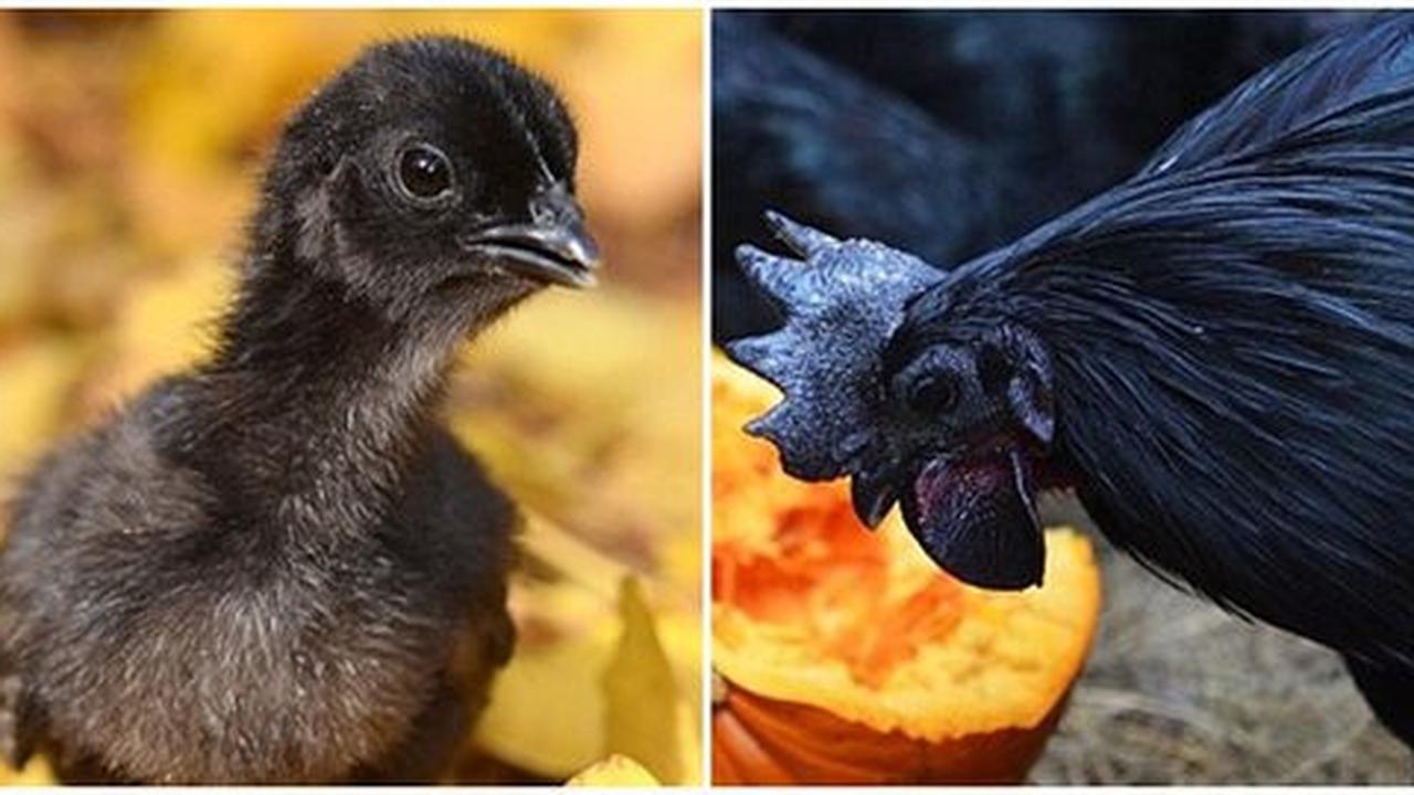 Cemani semakin langka