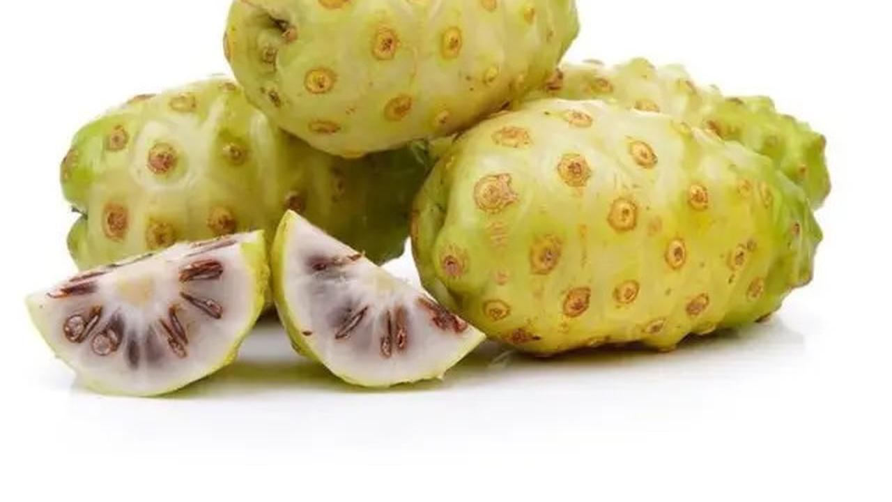Cara Membuat Rebusan Buah Mengkudu yang Penuh Khasiat Kesehatan