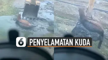 Beredar video penyelamatan seekor kuda yang terjebak dalam kubangan lumpur.