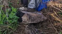 Warga Malang Dibuang ke Area Sawah di Madura, Kondisinya Babak Belur, Tangan Terikat dan Dibungkus Terpal