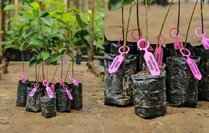 Ilustrasi pemeliharaan bibit, penanaman hingga perawatan bibit pohon. (IST)