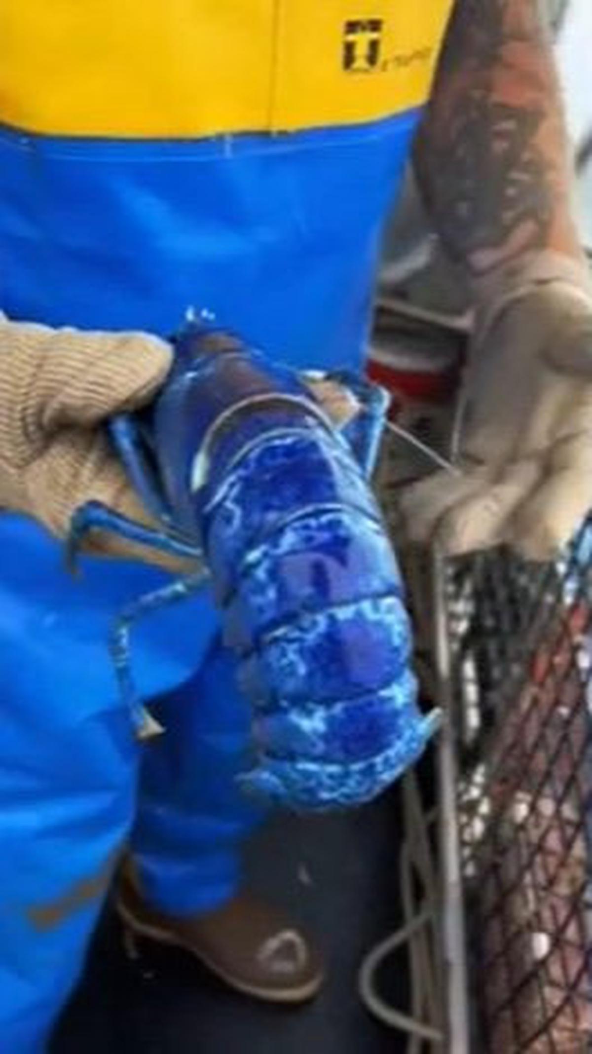 3. Keindahan Cangkang Biru Lobster Langka yang Memukau<br>