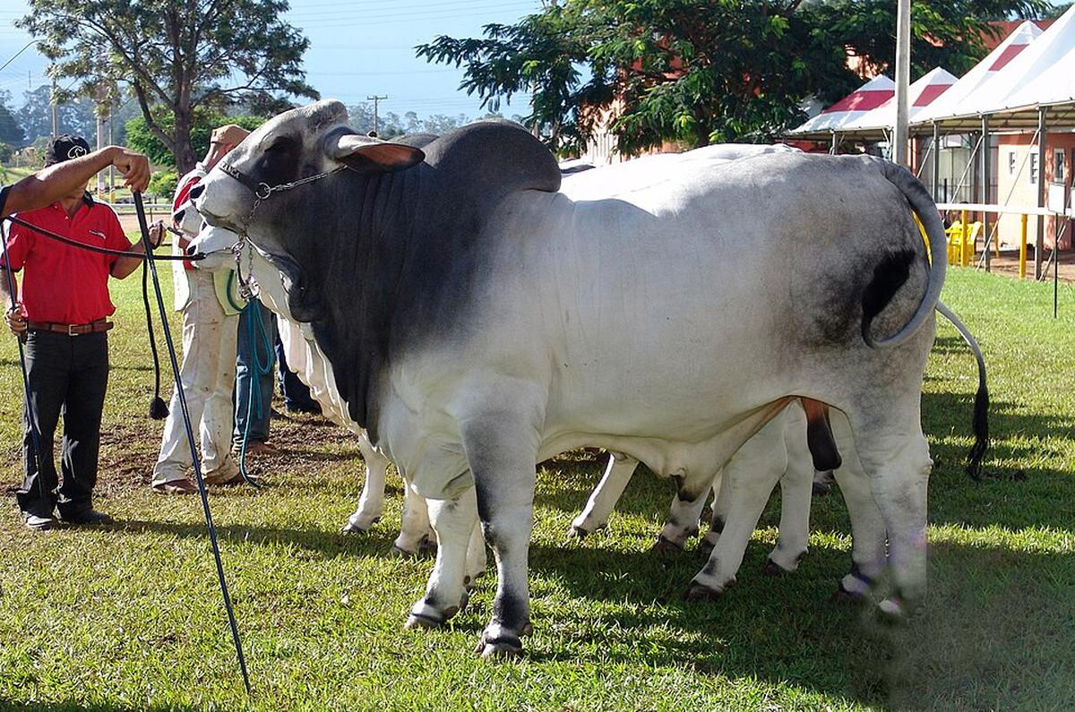 Ilustrasi Sapi Brahman