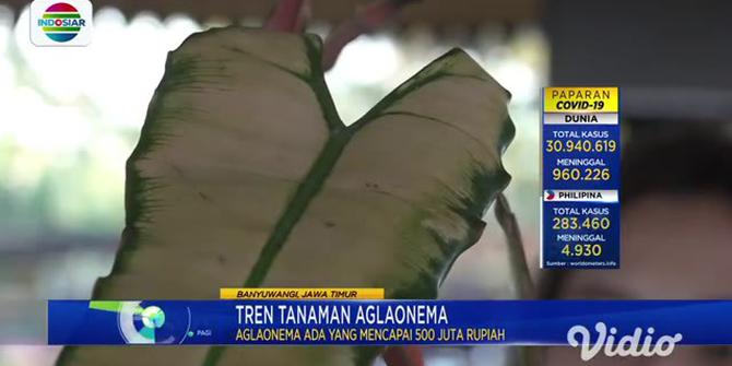 VIDEO: Expo Seribu Bunga di Banyuwangi Pamerkan Tanaman Seharga Rp 500 juta