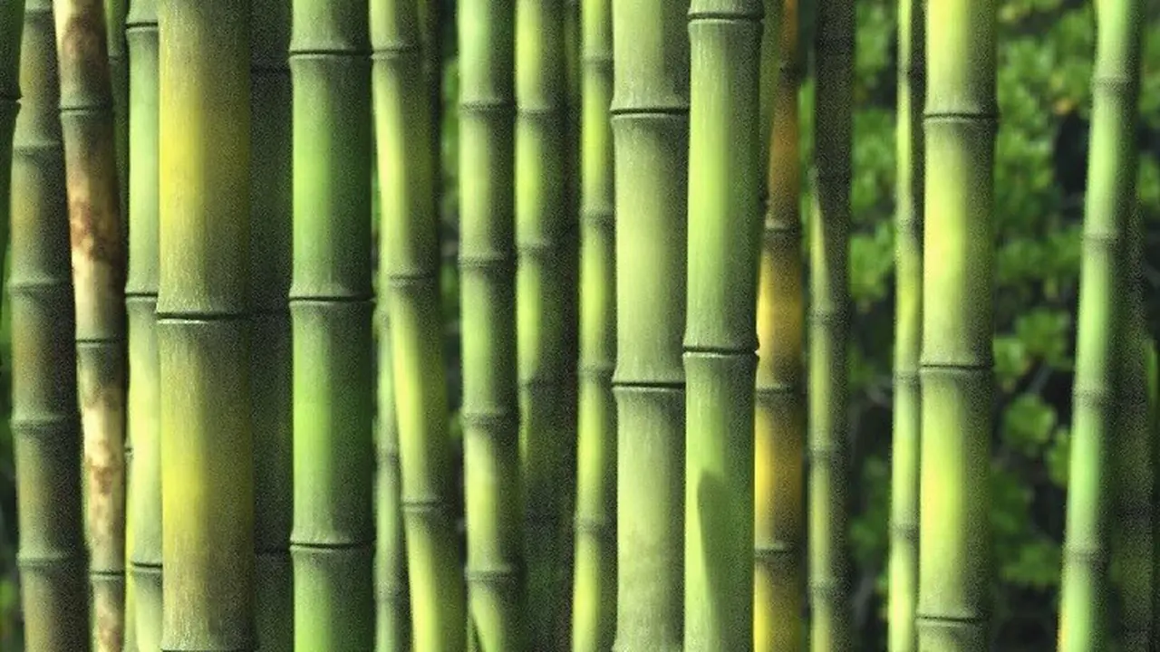 Pagar tanaman