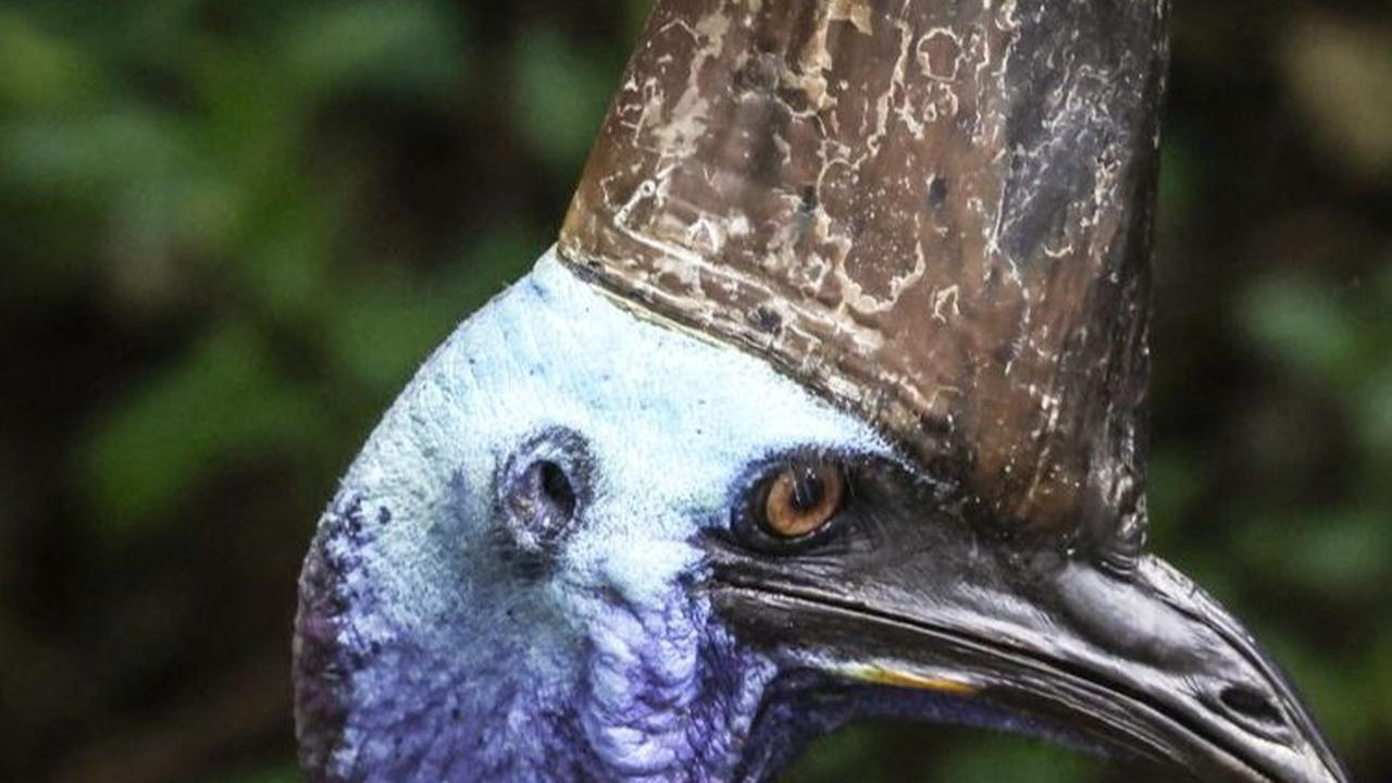 Pemerintah Australia menempatkan burung Kasuari sebagai satwa terancam punah. Menurutnya, hanya tersisa sekitar 4.500 ekor di alam liar.&nbsp;Foto: David Gray/AFP