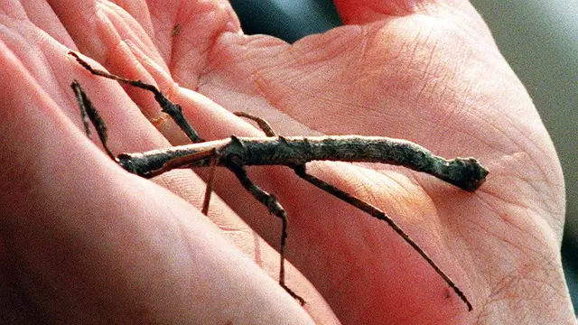 Fauna unik di Gunung Kinabalu LISA ILEY / AFP