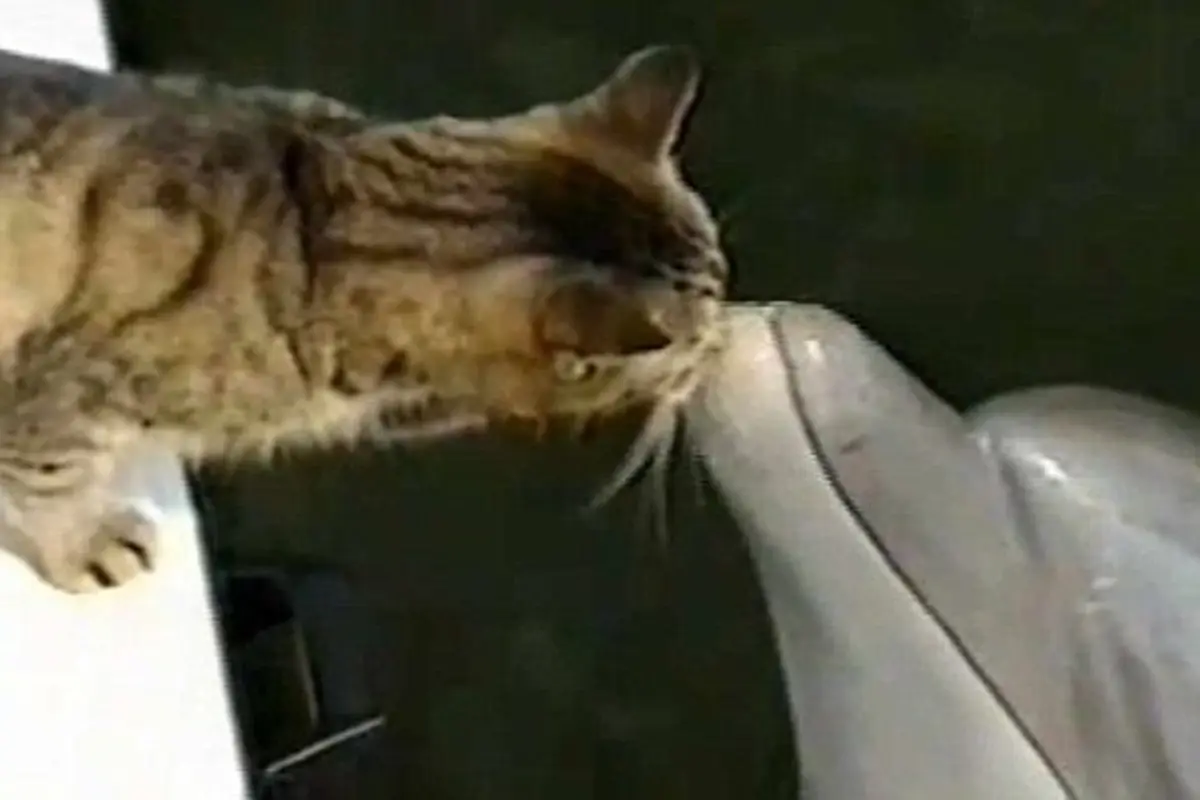 Menggemaskan, Lumba-lumba Ini Cium Kucing