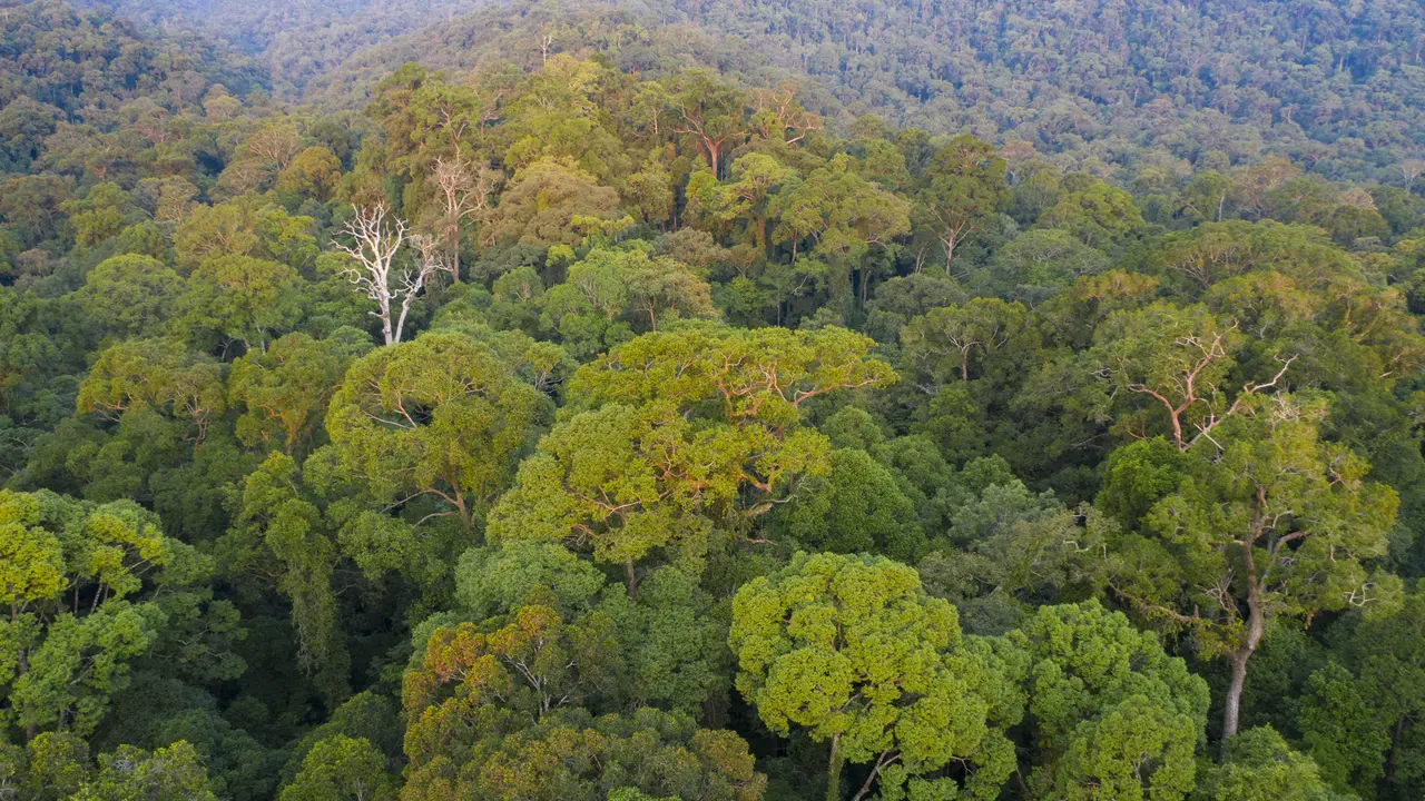 Taman Nasional Gunung Palung. (Liputan6.com/ Dok Balai Taman Nasional Gunung Palung).