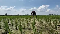 Proyeksi BPS: Produksi Beras Turun Hingga Oktober 2026