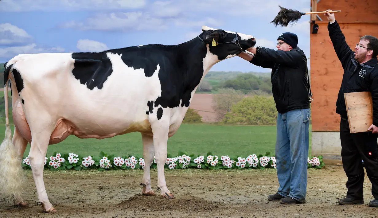 Seekor sapi diatur untuk diambil gambarnya saat mengikuti kontes kecantikan sapi perah "Schau der Besten" ke-44 di Verden an der Aller, Jerman (23/2). Sebanyak 200 ekor sapi bersaing dalam 18 kategori berbeda. (AFP PHOTO/dpa/Carmen Jaspersen/Germany OUT)