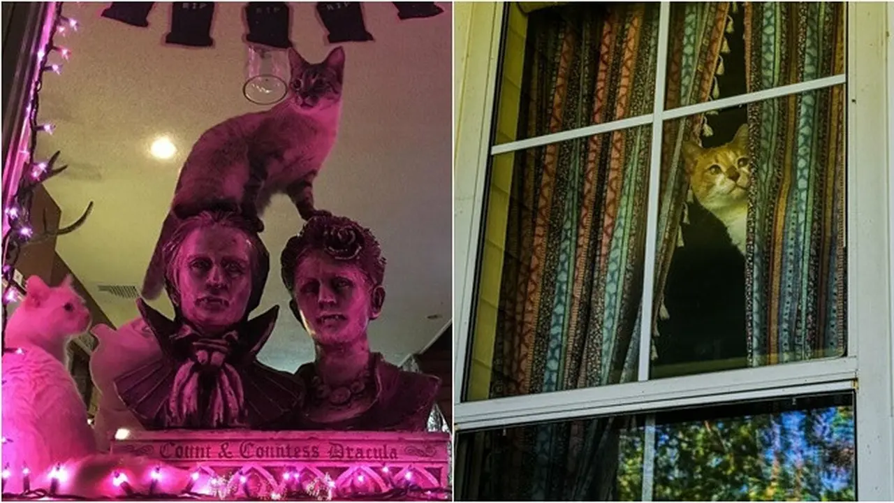 6 Pose Kucing Dipotret dari Luar Jendela, Dramatis Banget