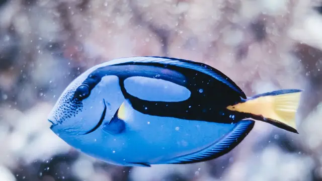 Arti Mimpi Menangkap Ikan