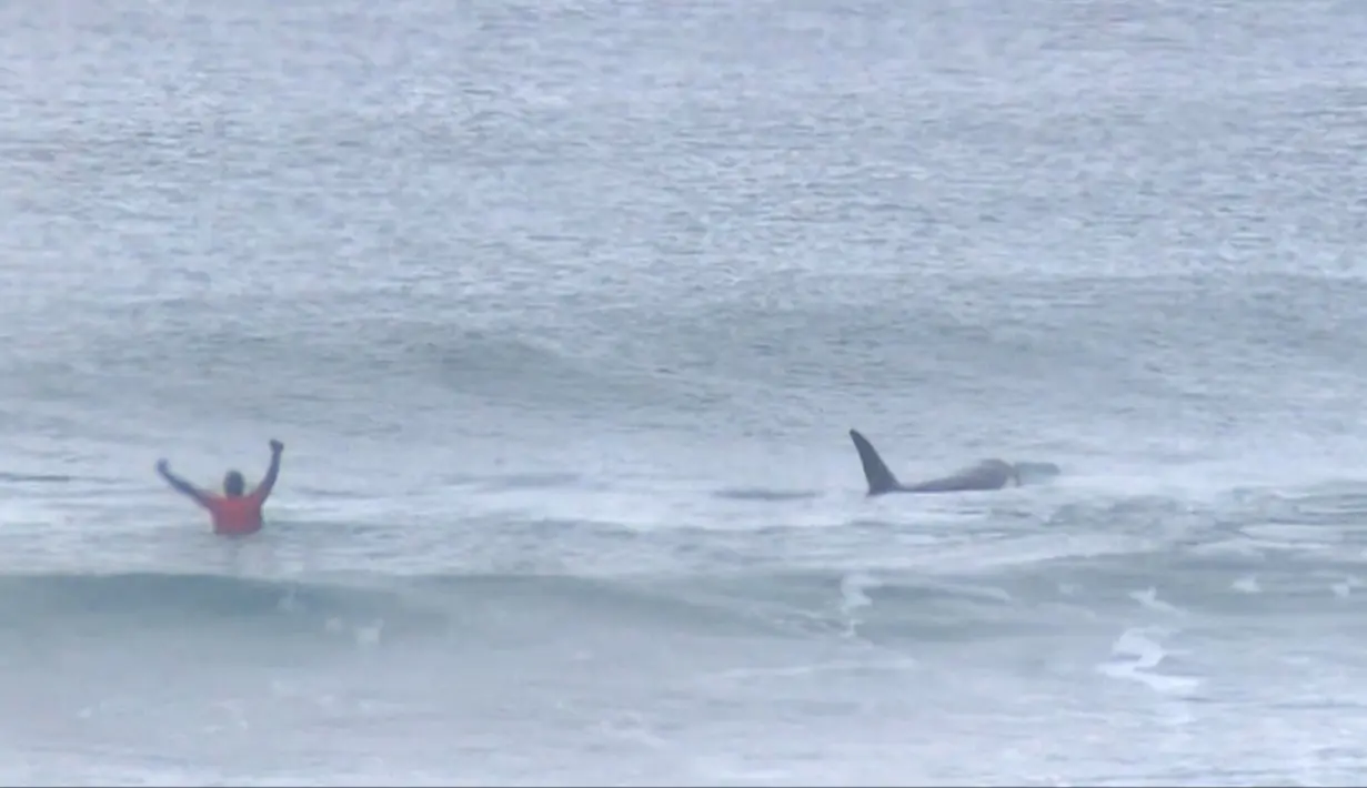 Pada potongan video memperlihatkan paus pembunuh (orca) melewati peselancar Afsel, Shanon Ainsle di tengah kejuaraan selancar di Unstad, Norwegia, Sabtu (23/9). Paus pembunuh itu berenang dekat para peselancar beraktivitas. (HO/LOFOTEN MASTERS 2017/AFP)