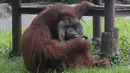Potongan gambar dari video terlihat orangutan bernama Ozon mengisap rokok di dalam kandangnya di Kebun Binatang Bandung, 4 Maret 2018. Aktivis pembela hak-hak satwa mengecam staf bonbin Bandung karena lemahnya kontrol terhadap kondisi satwa. (AP Photo)