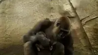 Seekor Bayi Gorila Lahir di Kebun Binatang Taronga Sydney