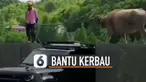 Setelah kerbau itu selesai menyeberangi sungai, mobil itu langsung tancap gas keluar dari sungai.