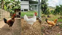 8 Jenis Ayam Petelur yang Cocok Dipelihara di Rumah untuk Pemula, Cocok untuk yang Sibuk Kerja