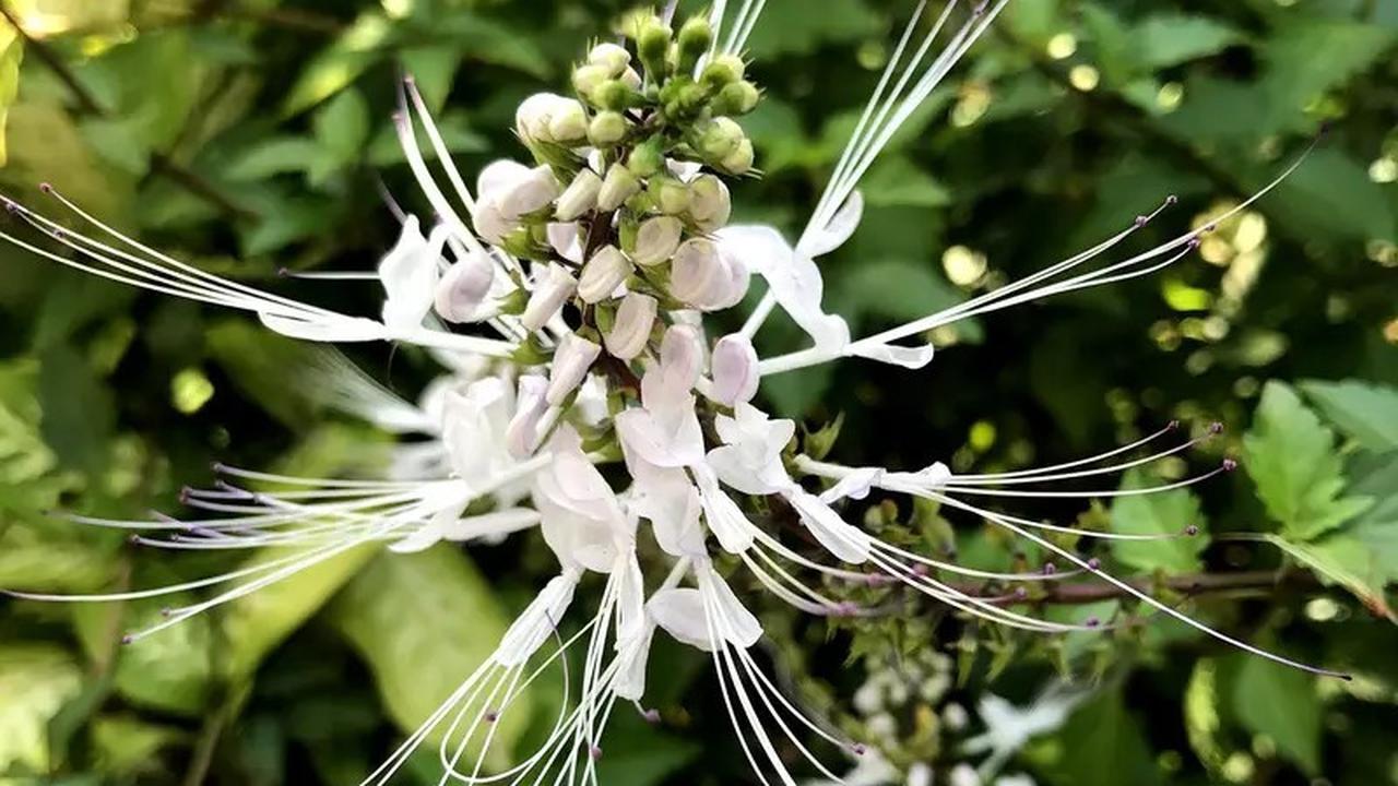 Tanaman Herbal yang Bisa Ditanam di Rumah