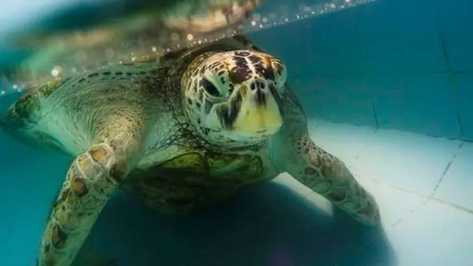 Photo: Copyright timescolonist.com