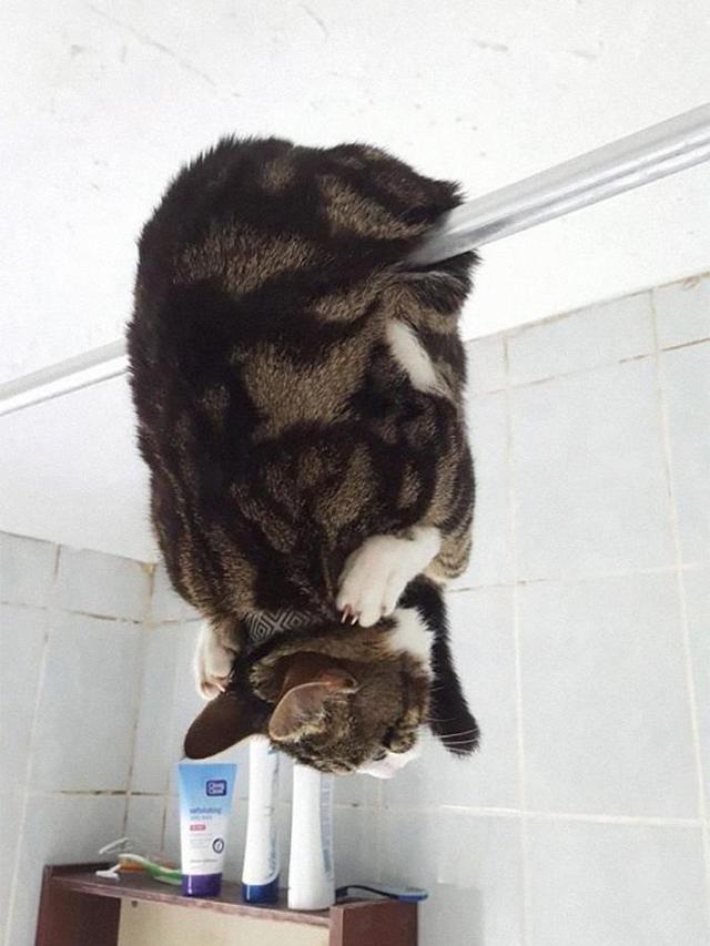 7 Potret Pose Absurd Kucing saat Berada di Rumah Ini Lucu Banget