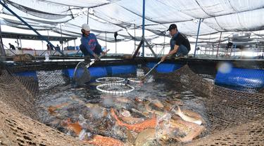 Budidaya kerapu Koperasi Nelayan Bontang Ekonomi Pariwisata dan Maritim (Kopnel BEM) binaan PT Pupuk Kalimantan Timur (Pupuk Kaltim/PKT)