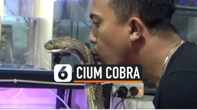 VIDEO: Wow! Pria Ini Cium Kepala Ular Cobra Berbisa