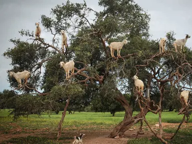 Kambing pemanjat pohon memakan Argania Spinosa, yang dikenal sebagai pohon Argan, di Essaouira, Maroko, Rabu (4/4). Demi mendapatkan buah Argan, kambing-kambing ini rela memanjat pohon hingga ke percabangan paling ujung sekalipun. (AP/Mosa'ab Elshamy)