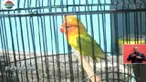 Satu ekor burung cinta atau lovebird dihargai mulai dari Rp 750 ribu hingga Rp 1,5 juta.
