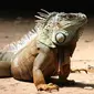 Ilustrasi iguana (Pixabay)