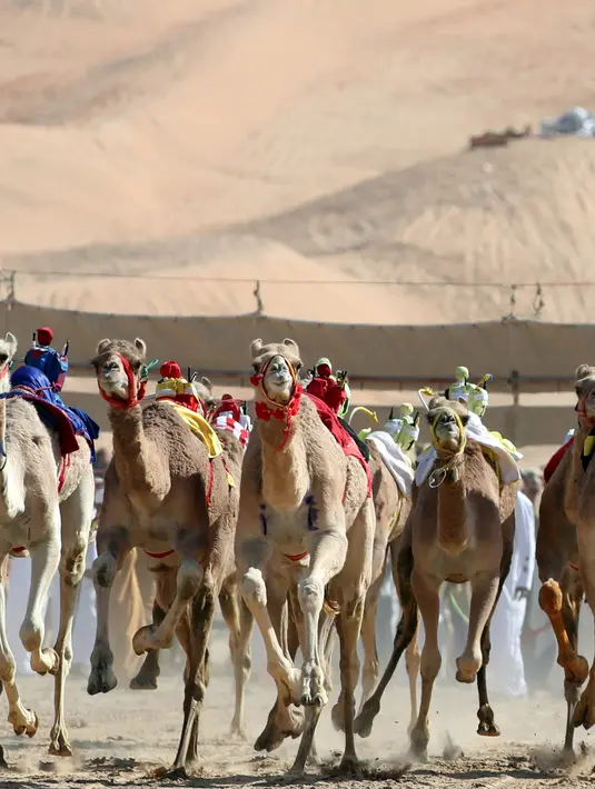 Sejumlah unta berpacu saat mengikuti lomba balap Liwa 2018 Moreeb Dune Festival di gurun Liwa, Abu Dhabi (26/12). Sosok-sosok mungil yang terlihat duduk di punggung unta sambil memecutkan tongkat kini adalah robot. (AFP Photo/Karim Sahib)