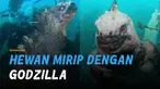 Iguana Laut yang memiliki kemiripan dengan Godzilla ini hanya bisa ditemukan di Kepulauan Galapagos, Ekuador.