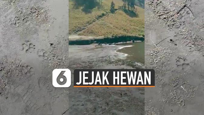 VIDEO Viral Jejak Hewan  di  Sekitar Pendakian Gunung  Hot 