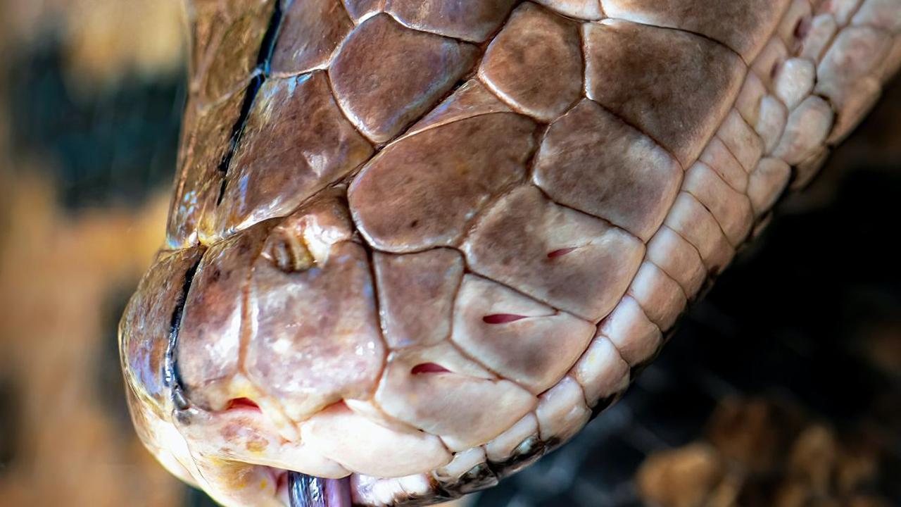 Penampakan Ular Piton Raksasa Bikin Merinding, Habis Makan Enak 1 Ekor Sapi Hidup-hidup Langsung Kena Apes