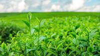 Ilustrasi daun teh (Image by tawatchai07 on Freepik),