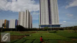 Petani memanen sayuran bayam saat memanfaatkan lahan pertanian di Jakarta, Selasa (23/12). Sedangkan warga hanya memiliki sekitar 10 persen. (Liputan6.com/Johan Tallo)