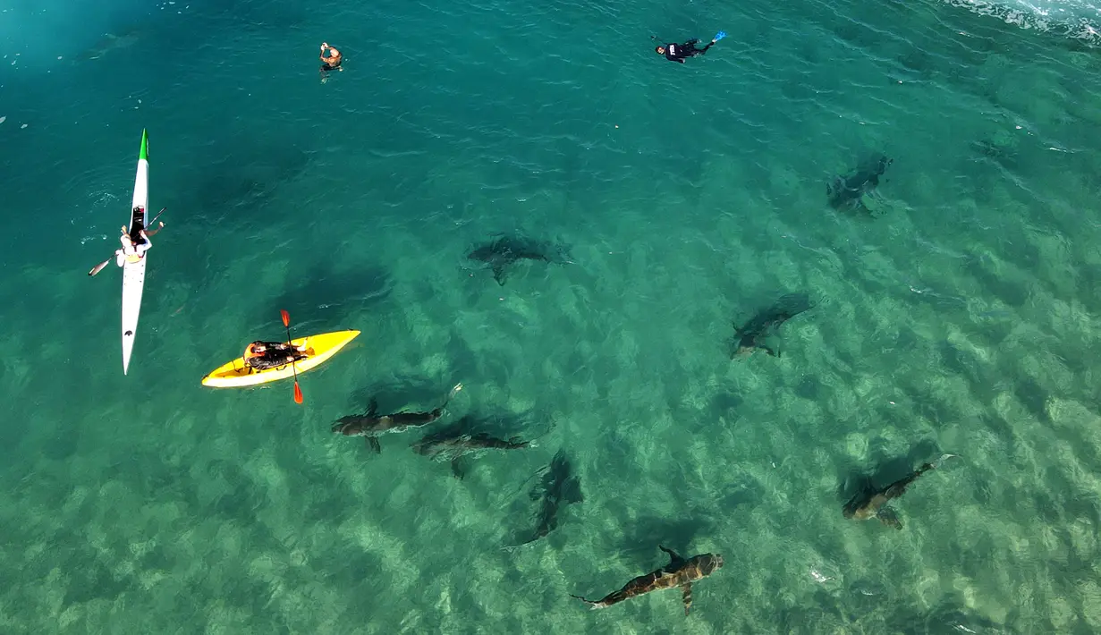 Seorang Kayakers dan penyelam bebas mengamati hiu Sandbar di laut Mediterania dekat kota pesisir Israel utara Hadera, pada 30 Desember 2022. Fenomena khusus ini menarik orang untuk kesempatan langka mengamati dari dekat hewan liar. (Photo by JACK GUEZ / AFP)