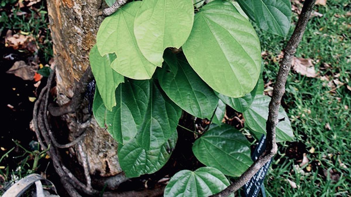 5 Manfaat Tanaman Akar Kuning, Benarkah Bisa untuk Kesehatan Liver?