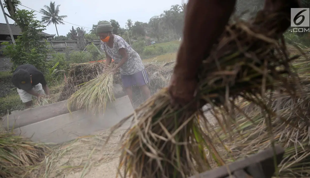 Petani memanen padi di Desa Jungutan, Karangasem, Bali, Jumat (1/12). Erupsi Gunung Agung yang memuntahkan abu vulkanik menyebabkan tanaman padi milik warga rusak serta mengalami penurunan kualitas produksi. (Liputan6.com/Immanuel Antonius)