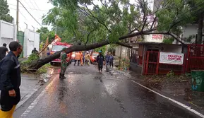 Sebuah pohon tumbang di Jalan Diponegoro, Kota Batu, pada Sabtu, 25 November 2023 saat hujan lebat mengguyur&nbsp;(BPBD Kota Batu)